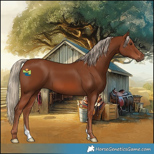 Horse Color:Chestnut 