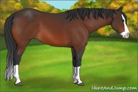 Horse Color:Bay Splash 