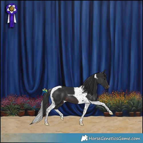 Horse Color:Brown Tobiano