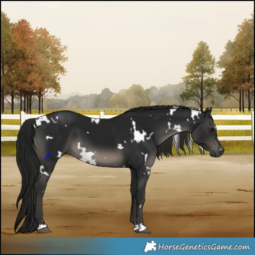 Horse Color:Gray White Spotted Black 