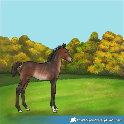 Horse Color:Brown Rabicano 