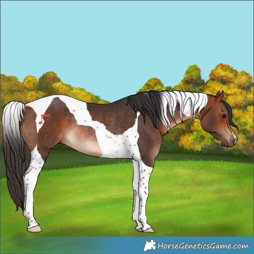 Horse Color:Bay Tobiano Rabicano