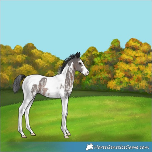 Horse Color:Brown Sabino Tobiano Rabicano 