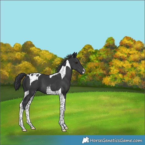Horse Color:Black Tobiano 