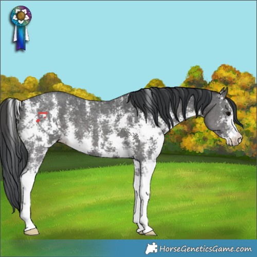Horse Color:Black Sabino 