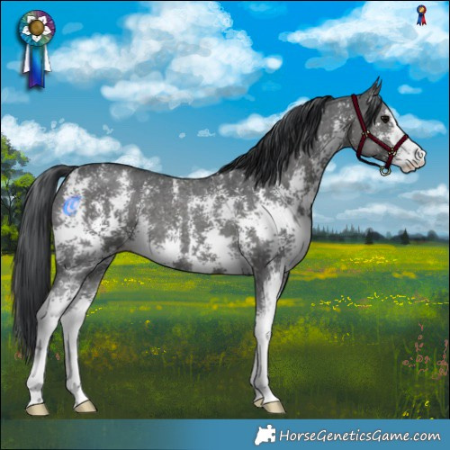 Horse Color:Black Sabino