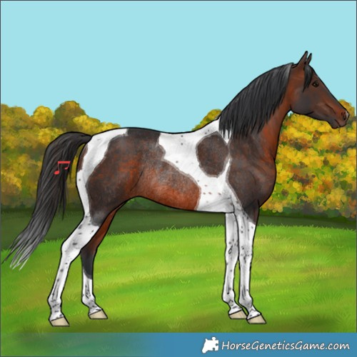 Horse Color:Brown Tobiano Rabicano 