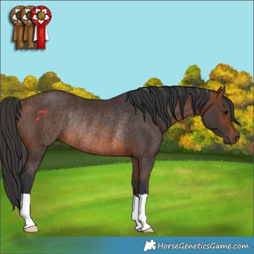 Horse Color:Brown Rabicano