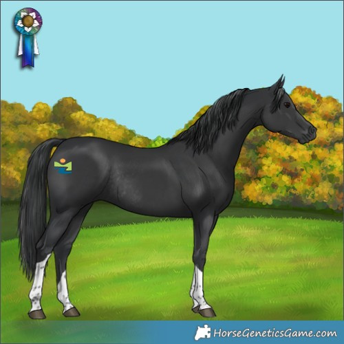 Horse Color:Black Tobiano Rabicano