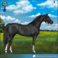 Horse Color:Black Tobiano Rabicano 