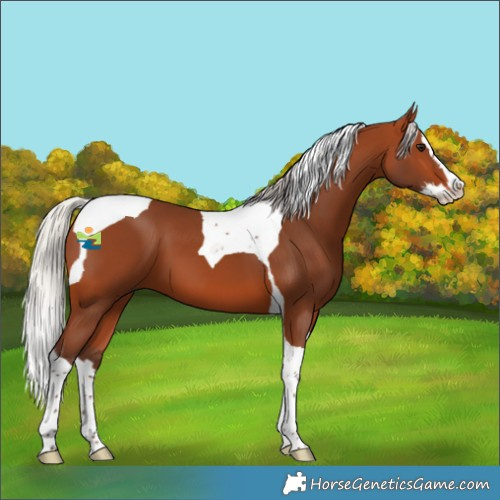 Horse Color:Silver Bay Splash Tobiano 
