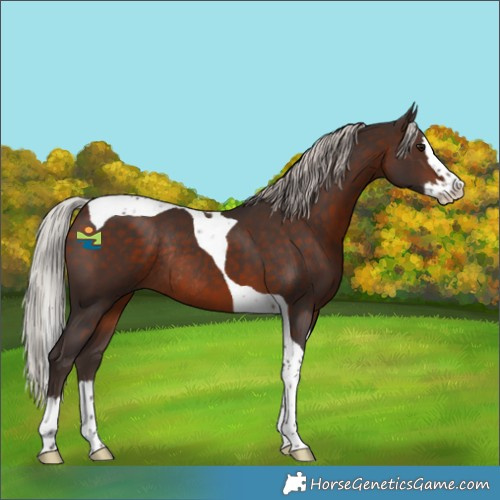 Horse Color:Silver Brown Splash Tobiano Rabicano 