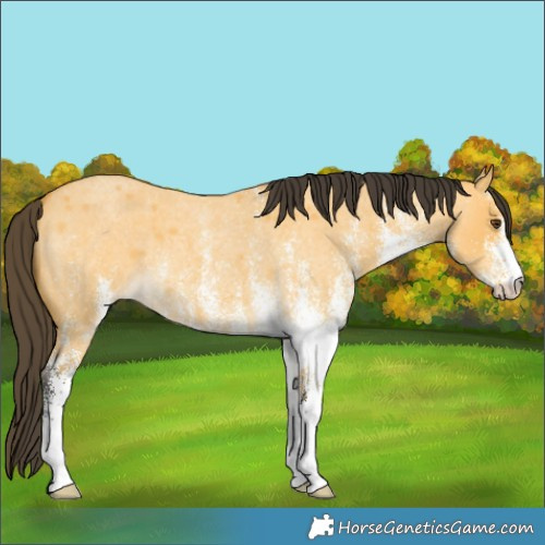 Horse Color:White Spotted Buckskin Roan Dun 