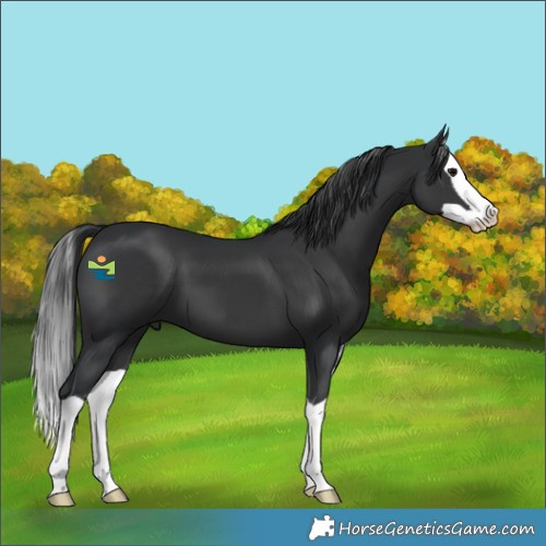 Horse Color:Black Splash 