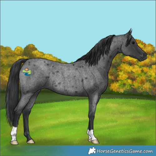 Horse Color:Blue Roan Rabicano
