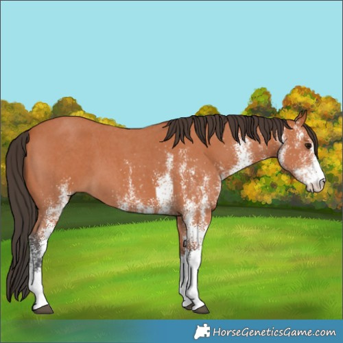 Horse Color:White Spotted Bay