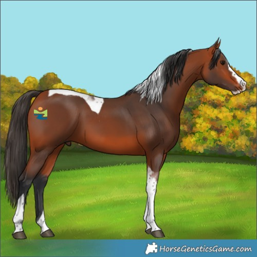 Horse Color:Bay Splash Tobiano Rabicano 