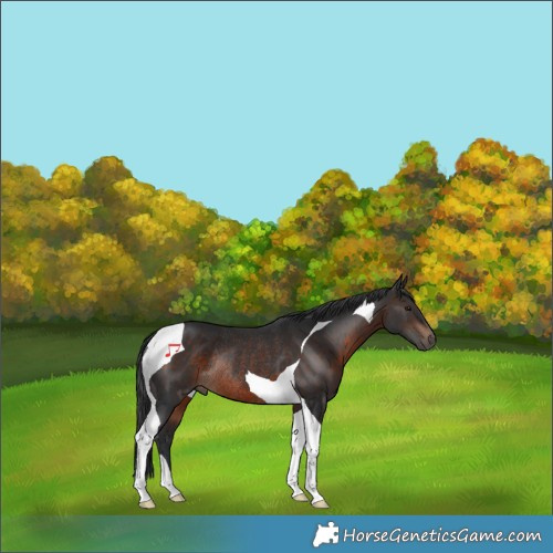 Horse Color:Brown Tobiano Rabicano 