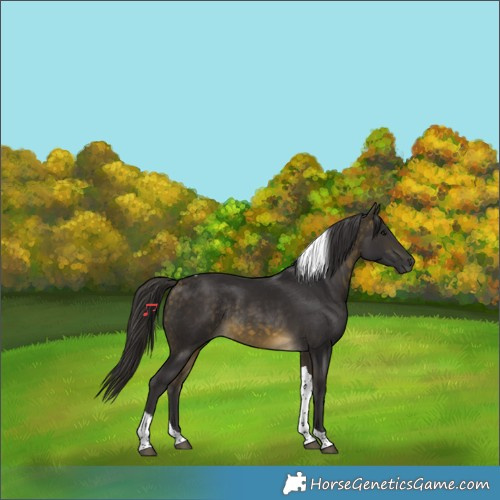 Horse Color:Buckskin Tobiano Rabicano 