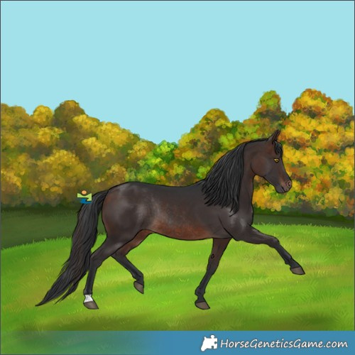 Horse Color:Brown Rabicano 