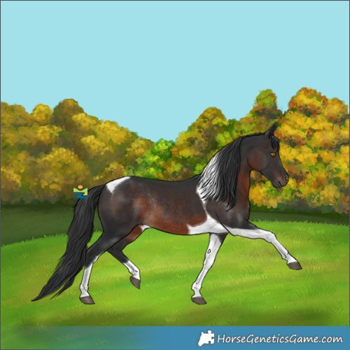 Horse Color:Brown Tobiano Rabicano 