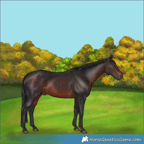 Horse Color:Bay Rabicano 