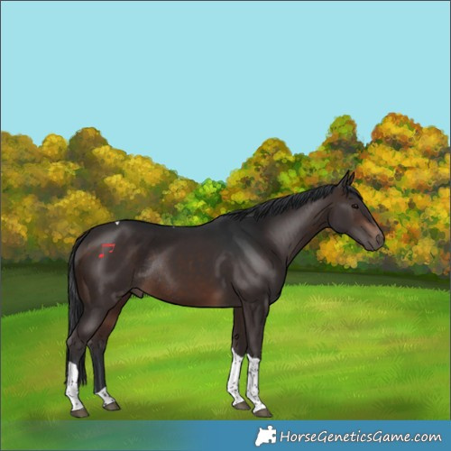 Horse Color:Brown Tobiano Rabicano 