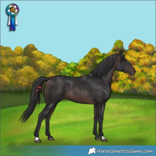 Horse Color:Bay Rabicano