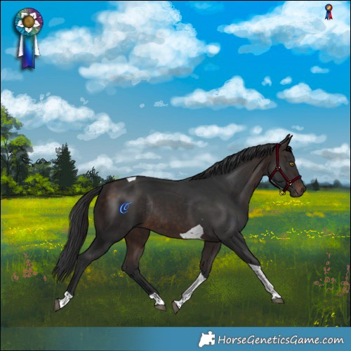 Horse Color:Bay Tobiano Rabicano 