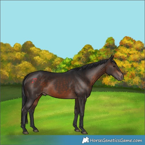 Horse Color:Bay Rabicano 