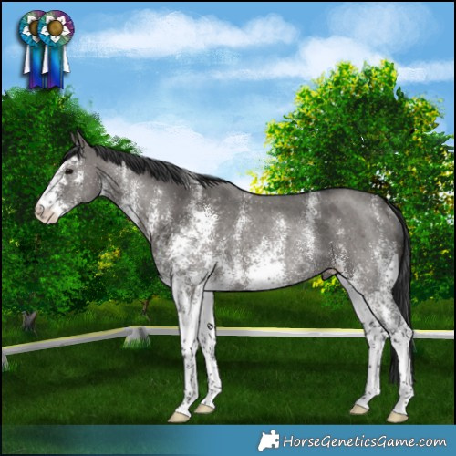 Horse Color:White Spotted Grullo Rabicano 