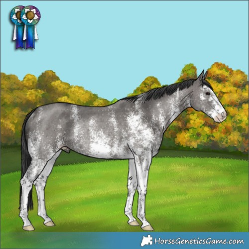 Horse Color:White Spotted Grullo Rabicano 