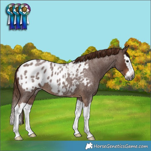 Horse Color:Gray Red Roan Splash Appaloosa 
