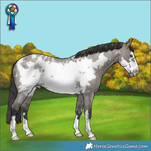 Horse Color:Grullo Roan Frame Appaloosa