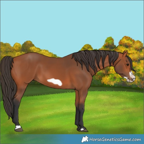 Horse Color:Bay Frame