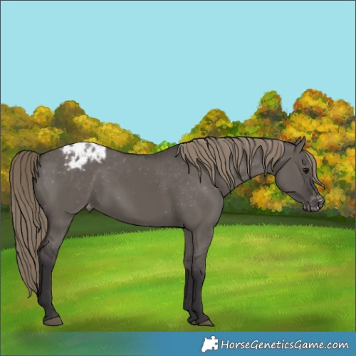 Horse Color:Smoky Grullo Appaloosa Rabicano