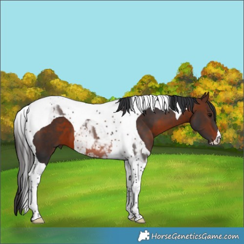 Horse Color:Brown Tobiano 