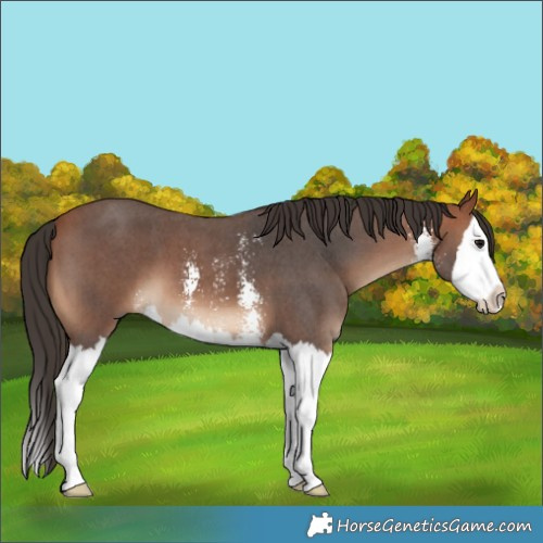 Horse Color:Bay Sabino Splash 
