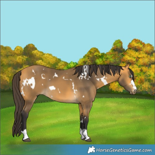 Horse Color:White Spotted Buckskin