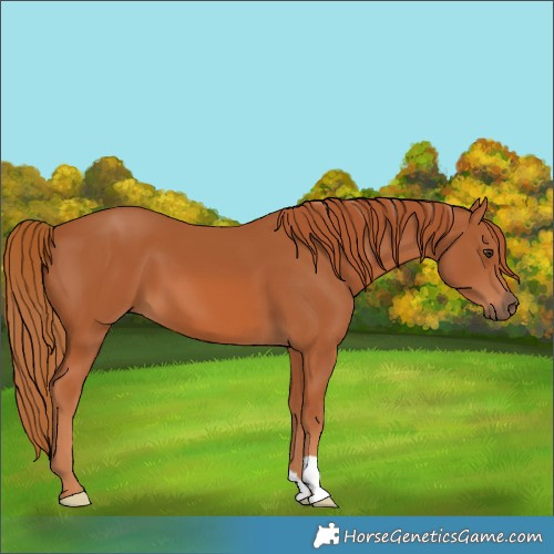 Horse Color:Chestnut 