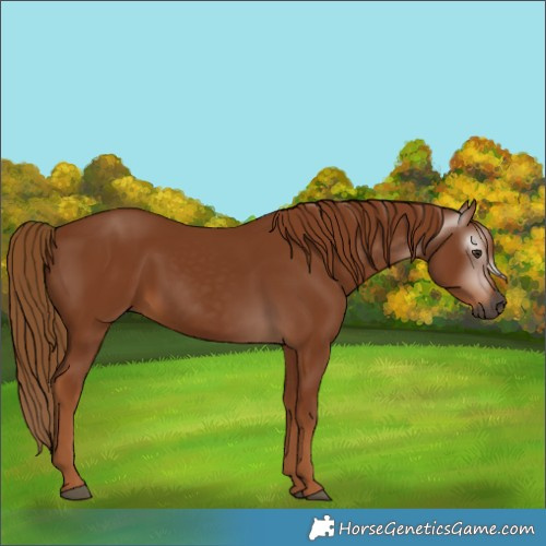 Horse Color:Gray Chestnut 