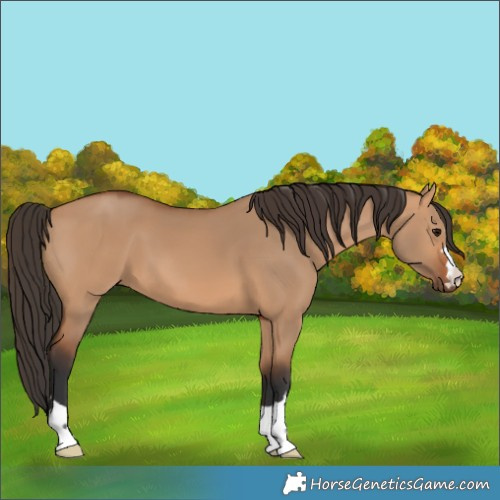 Horse Color:Bay Dun 