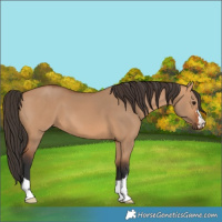 Horse Color:Bay Dun 