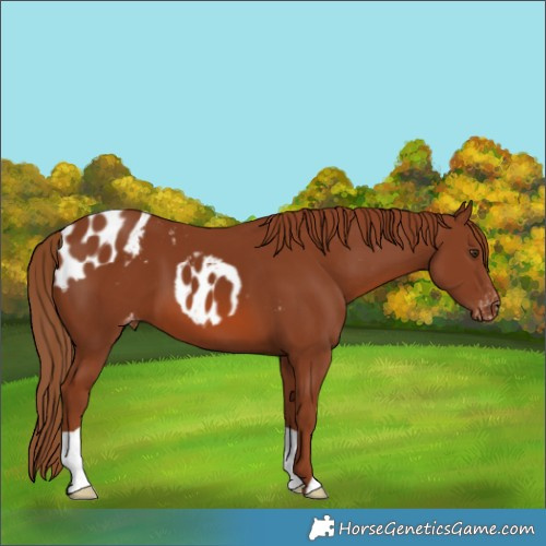 Horse Color:Chestnut Skewed Appaloosa 