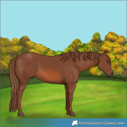 Horse Color:Chestnut 