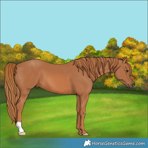 Horse Color:Chestnut 