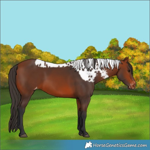 Horse Color:Bay Skewed LP Spotted 