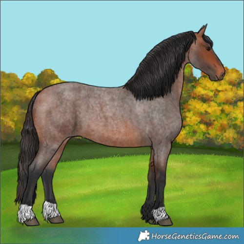 Horse Color:Bay Roan
