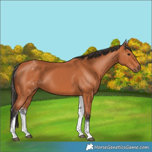 Horse Color:White Spotted Bay 