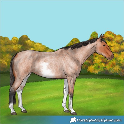 Horse Color:White Spotted Bay Roan 